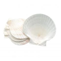 HAROLD IMPORT COMPANY SMALL BAKING SEASHELLS KITCHEN TOOLS